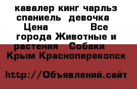  кавалер кинг чарльз спаниель -девочка › Цена ­ 45 000 - Все города Животные и растения » Собаки   . Крым,Красноперекопск